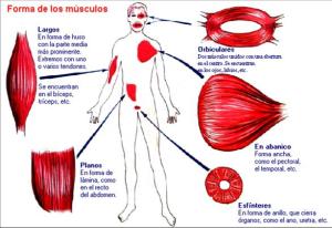 bio · formas musculares