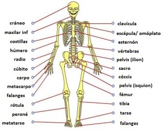 esqueleto_español