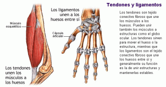 tendones